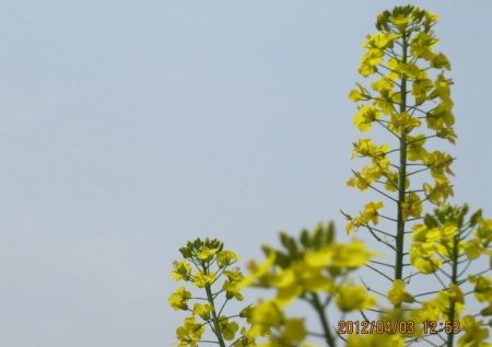 油菜花