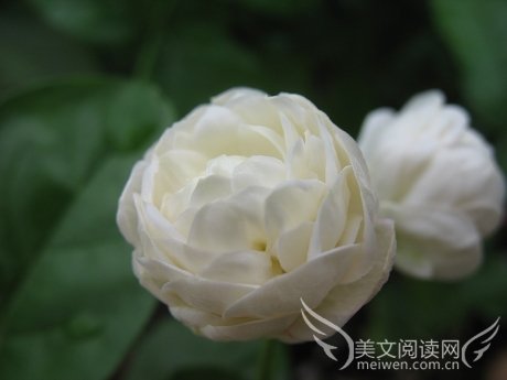 茉莉花的时光