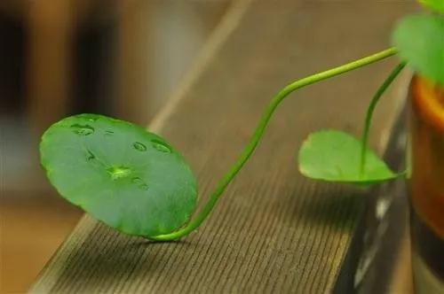 半年时光修改版