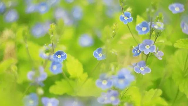 生命，是一树花开